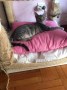 Loulou_Hobbit (4)